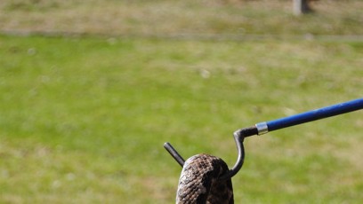 FOTO: Zmije růžkatá.