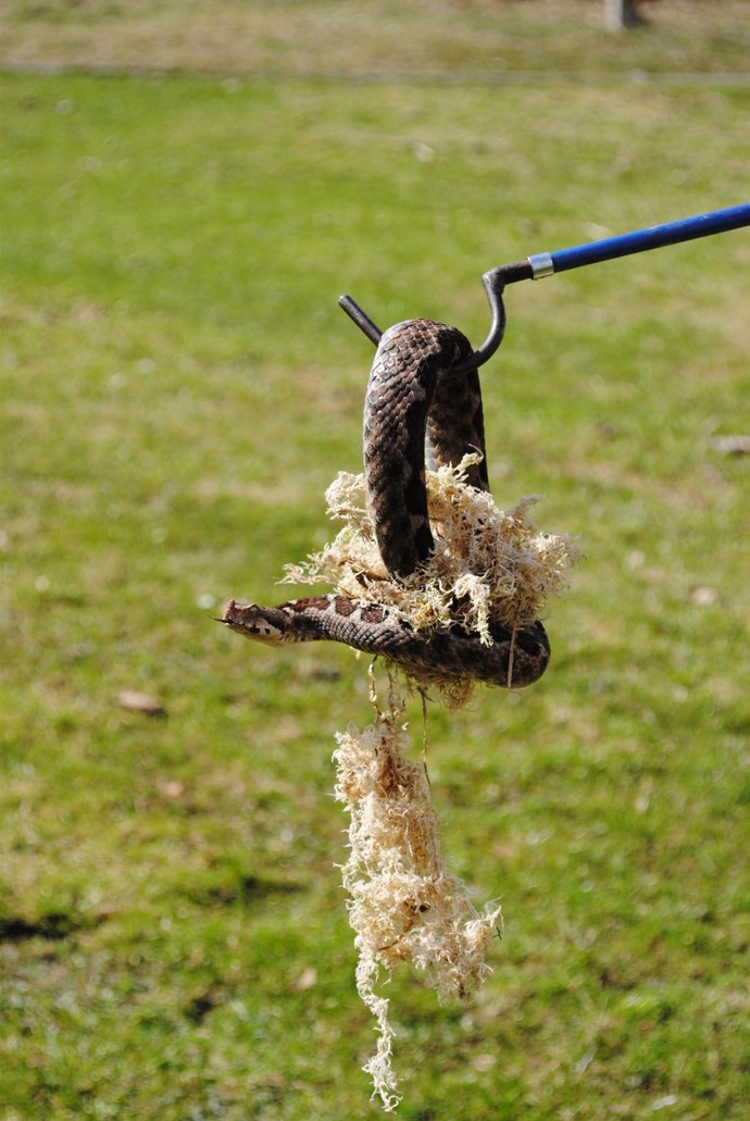 FOTO: Zmije růžkatá. – stránka 1