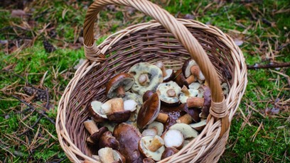 FOTO: Obecně platí, že houby začínají nejvíce růst po vydatných deštích a následném teplém, ne však horkém počasí. Nejvíce rostou v rozmezí července a září.