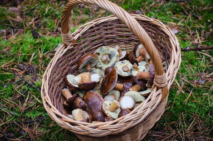 FOTO: Obecně platí, že houby začínají nejvíce růst po vydatných deštích a následném teplém, ne však horkém počasí. Nejvíce rostou v rozmezí července a září. – stránka 24