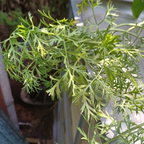 Na přípravu pesta se nejlépe hodí čerstvá chemicky neošetřená mrkvová nať, kterou si vypěstujete na zahrádce nebo na balkoně.