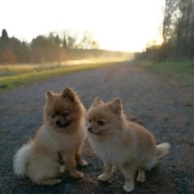 Ferda se ztratil svým majitelům. Ti nabízí nálezné. 