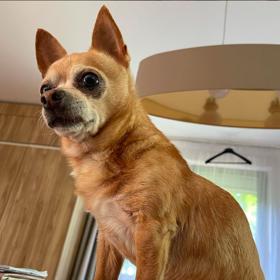 Své pejsky Alice miluje nade vše. 