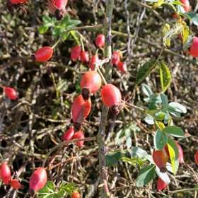 V polovině října přichází nejvyšší čas na sběr šípků, plody lze totiž zužitkovat pouze do prvních mrazíků. 
