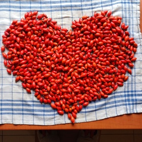 Takto mají ideálně vypadat šípky pro přípravu sirupu. Plody nejprve omyjeme a lehce osušíme utěrkou.