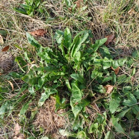 Pokud chcete ještě letos nasbírat kořen pampelišky, máte nejvyšší čas. Zvlášť příznivá doba nastává kolem novoluní v sobotu 14. října.