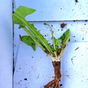 Kořen hned na místě zbavte nati.