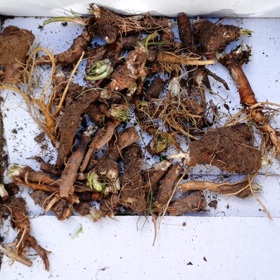 Kořen pampelišky patří k zásobárnám inulinu, jež má pozitivní vliv na střevní mikrobiom, vykazuje antidiabetické a protirakovinné účinky, přispívá k očistě ledvin a močového systému.