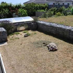 Josef Maršálek má pro želvy na zahradě prostorný výběh.