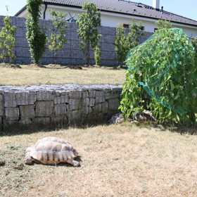 Josef Maršálek pojmenoval želvy Michelangelo, Leonardo, Donatello a Raphael.