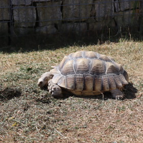 Josef Maršálek tvrdí, že želvy váží kolem sedmi kilo.