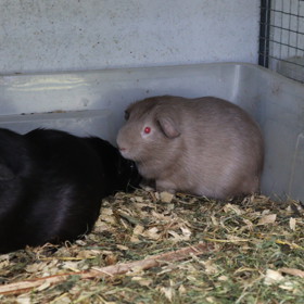 Morčata Petra Tejmla mají červené oči. Chovnou stanici Westminster založil v roce 1999.