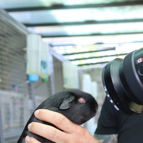 Petr Tejml chová unikátní plemeno morčat, devil, která jsou černá a mají červené oči.