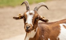 Odporné týrání zvířete na Strakonicku: Muž měl zneužít kozu. Možná jsem trochu vyváděl, říká 