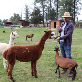 Moderátor Tomáš Krejčíř má lamy dvě - bílou Amálku, která je stydlivější, a zvědavou Barbuchu.
