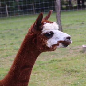 Tomáš Krejčíř říká, že lama Barbucha je podle veterináře tlustá.