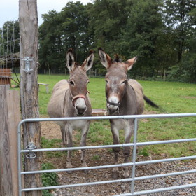 Těhotná Džanda dává moderátoru Tomáši Krejčířovi pořádně zabrat.