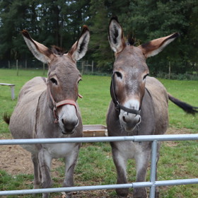 Titus je otcem hříběte, které Džanda co nevidět přivede na svět.