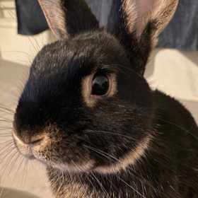 Anna Fixová je díky Panu Čudlovi velkou fanynkou králíků.