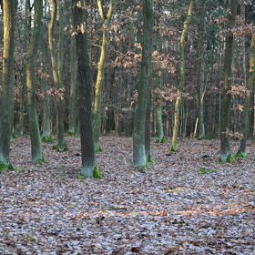 Klánovický les je odlehlý, což bylo pro útočníka ideální místo pro vraždění.