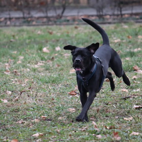 Černý pejsek Balú je kříženec staforda, retrívra a cane corso.