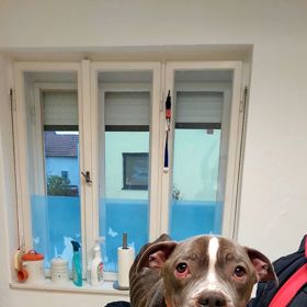 Takhle dopadl týraný pes z Uherského Hradiště.