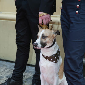 Chybět pochopitelně nesměl ani hlavní protagonista filmu, pes Gump.