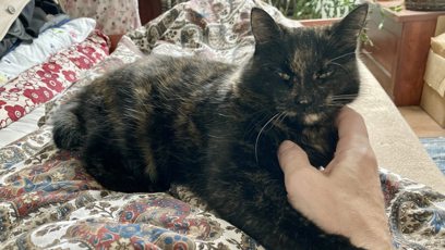 FOTO: Kočička Micka zemřela.