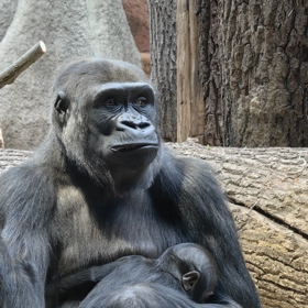 V pavilonu Rezervace Dja v pražské zoo se narodilo další gorilí mládě.