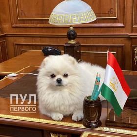 Ležet na stole? Pro prezidentského psa žádný problém.