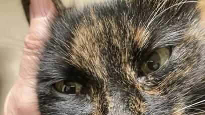 FOTO: Micka se potýkala se zdravotními komplikacemi.