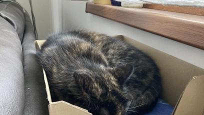 FOTO: Kočička Micka byla mazlíčkem prezidentského páru.