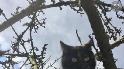 FOTO: Kočička Micka.