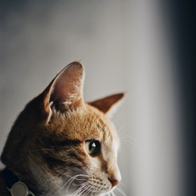 Drápat, nebo nedrápat. Odstranění drápků sice možné je, ale je to docela brutální zákrok. Jelikož dráp vyrůstá z kosti, musí veterinář uříznout kočce koneček prstu, jako by vám někdo ušmiknul prst po první kloub. Takže určitě drápat a komu to vadí, ať si kočku nepořizuje. Je to její přirozenost.