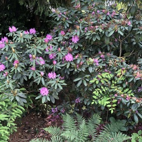 O květinové záhonky se stará Karlova žena Katina.