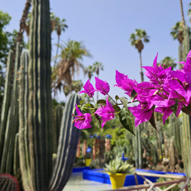 Procházet se mezi stovkami vysokých kaktusů je nádhera. 