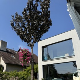 Pohled na dům Agáty Hanychové ze zahrady. 