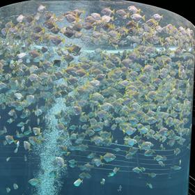 Dechberoucí akvárium je jednou z dominant Loro Parque. 