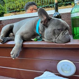 Pejsek Osmanyho Laffity, Toulouse, dostal jméno po francouzském městě.