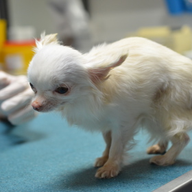 Čivavy patří mezi rasy, které jsou mezi majiteli množíren nejvíce populární.