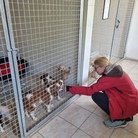 Karolína Šoupalová se zabývá záchranou psů z množíren. Zde převažují drobná plemena, jako je například čivava nebo Kavalír King Charles španěl.