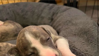 FOTO: Klára Kováčová má v domácnosti nového mazlíčka Amy.