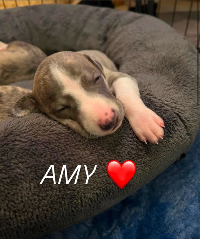 FOTO: Klára Kováčová má v domácnosti nového mazlíčka Amy. – stránka 17