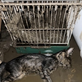 Proti majiteli byla sepsána petice, která přesáhla 25 tisíc hlasů.