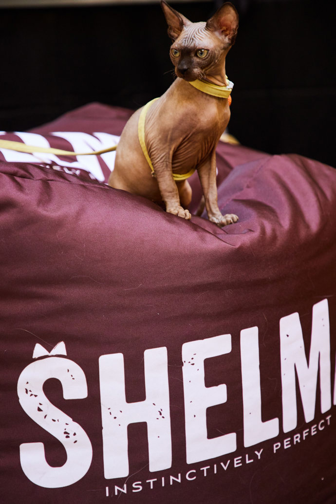 FOTO: Značka Shelma podporuje felinoterapii. – stránka 38