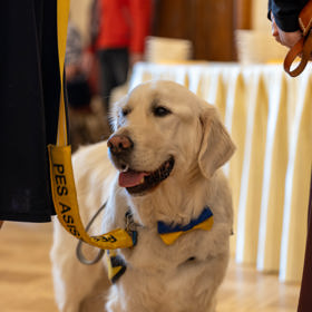 Toby je asistenční pes, který překonal vážnou nemoc, aby se mohl vrátit do služby za svou Emou. 
