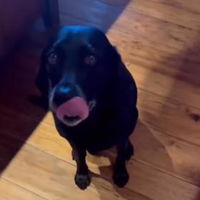 Černý labrador Pula se ve videu také objevil.