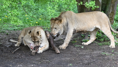 FOTO: Lvi v Safari Dvůr Králové.