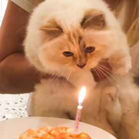 Choupette není jen tak obyčejná kočka. Má účet na Instagramu, vlastní kosmetickou řadu a napsala knížku.