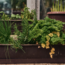 Bylinky v truhlíku u domu, aby byly kuchařce stále po ruce.